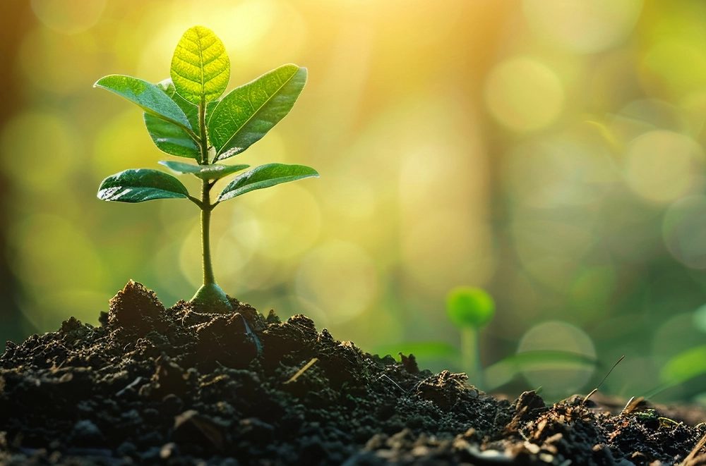 A young seedling sprouting in sunlight — philanthropy in Nicaragua and Zimbabwe
